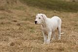 DOGUE ARGENTIN 227